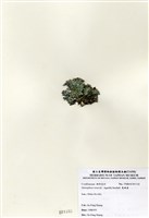藏品(寬珊藻)的圖片